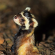 Illustration for article titled Monday Mustelid - Vormela peregusna Edition